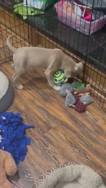 Enlarge MACK , a Adopted mixed breed in Fletcher, OK video 6/11