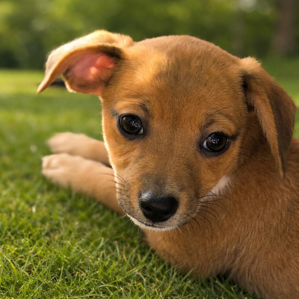 Symone, ADOPTABLE, Puppy Female Chihuahua.