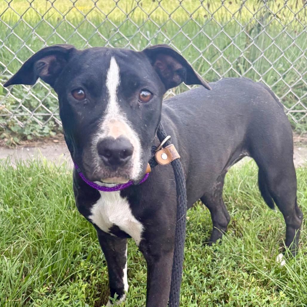 Drita, Adoptable, Young Female Pit Bull Terrier & Mixed Breed.