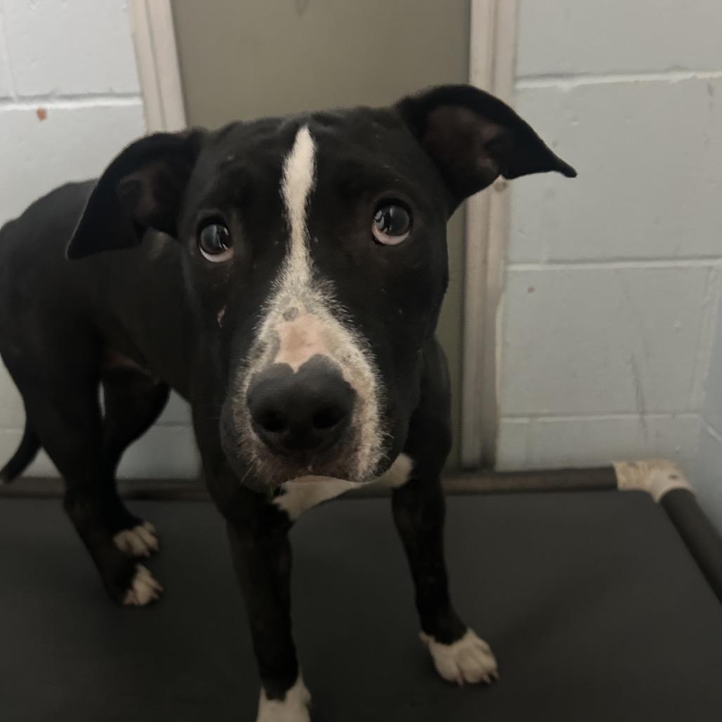 Drita, a Adoptable mixed breed in St Joseph, MO image 2/2