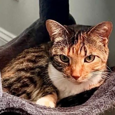 Kasha, ADOPTABLE, Adult Female Domestic Short Hair.
