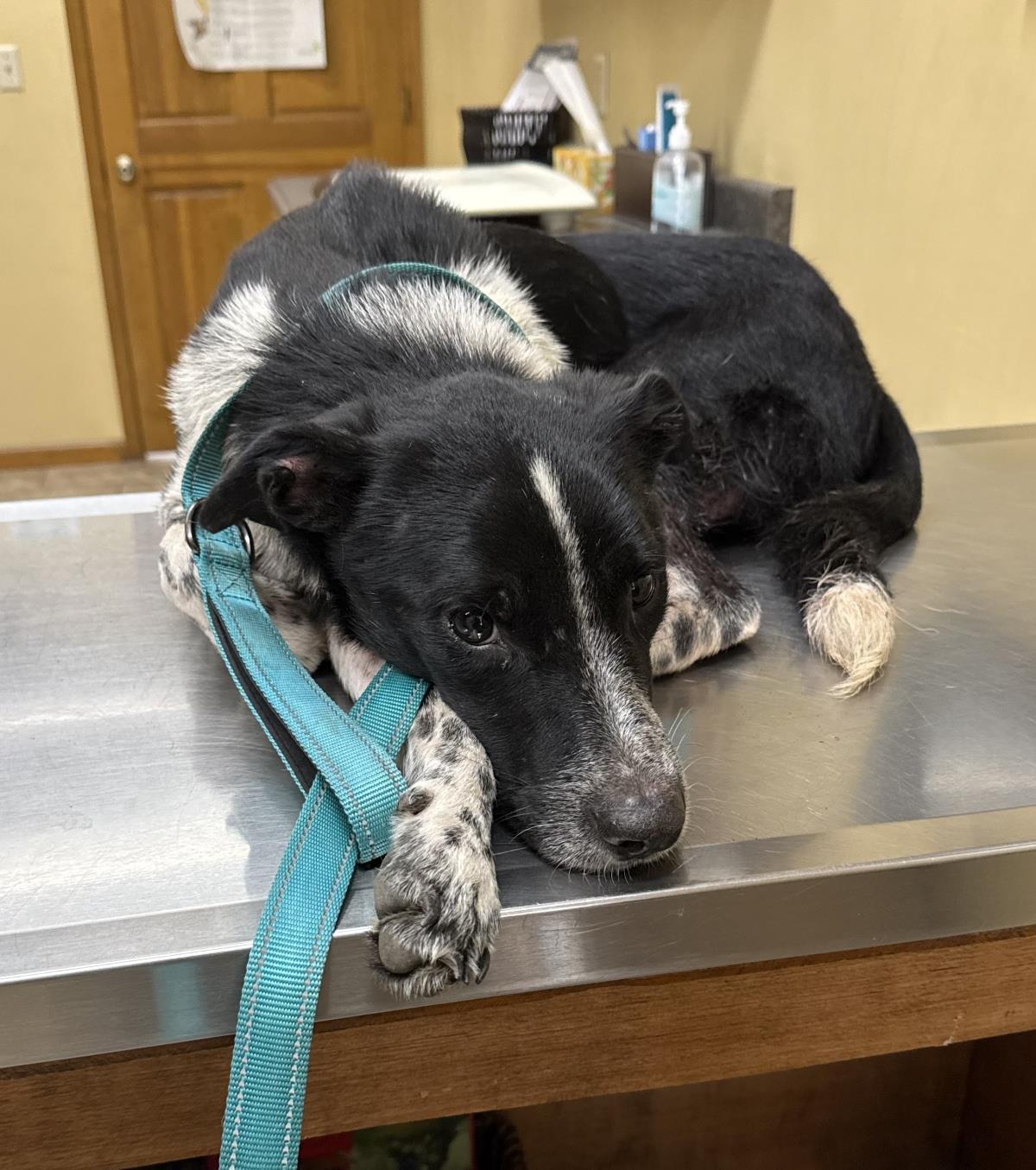 Bluebell, Adoptable, Young Male Australian Cattle Dog / Blue Heeler.