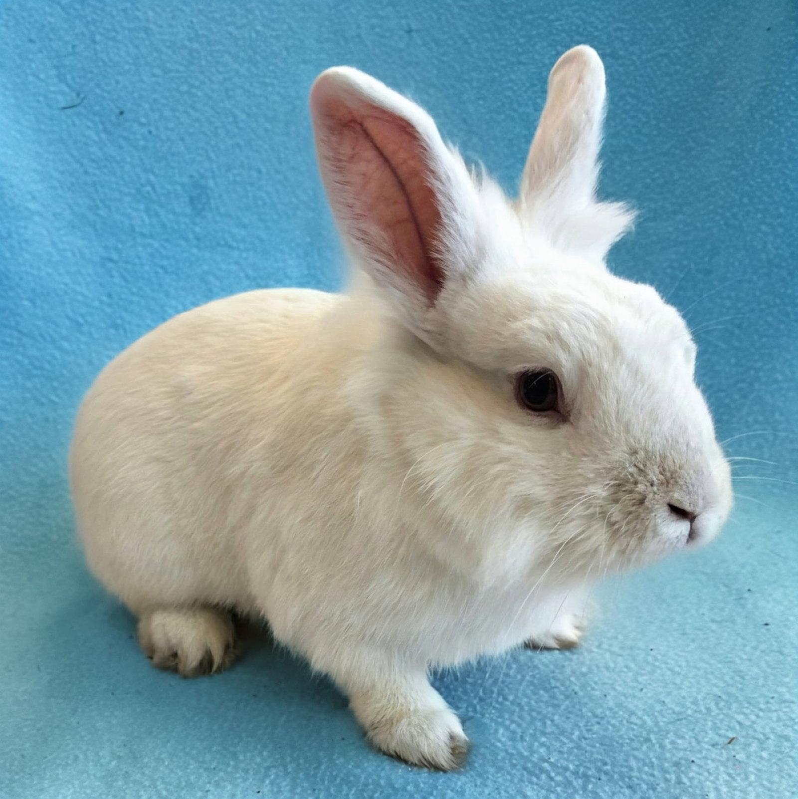 Enlarge Whiskers, a Adoptable Bunny Rabbit in Burlingame, CA image 1/1