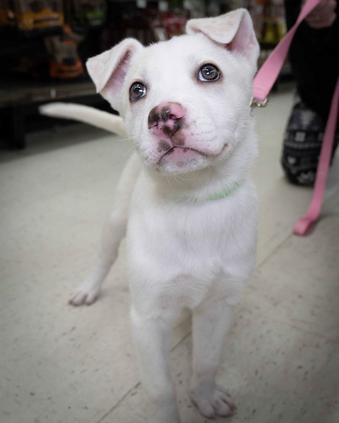 Eleanor, Adoptable, Young Female Mixed Breed.