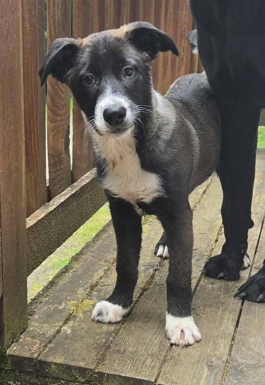 Enlarge June, an adoptable mixed breed in Silvana, WA image 1/6