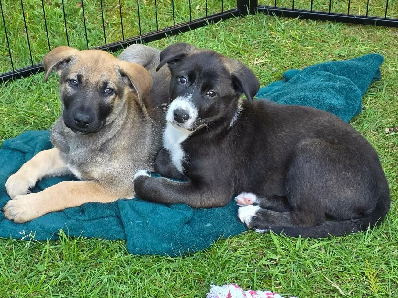 Enlarge June, an adoptable mixed breed in Silvana, WA image 2/6