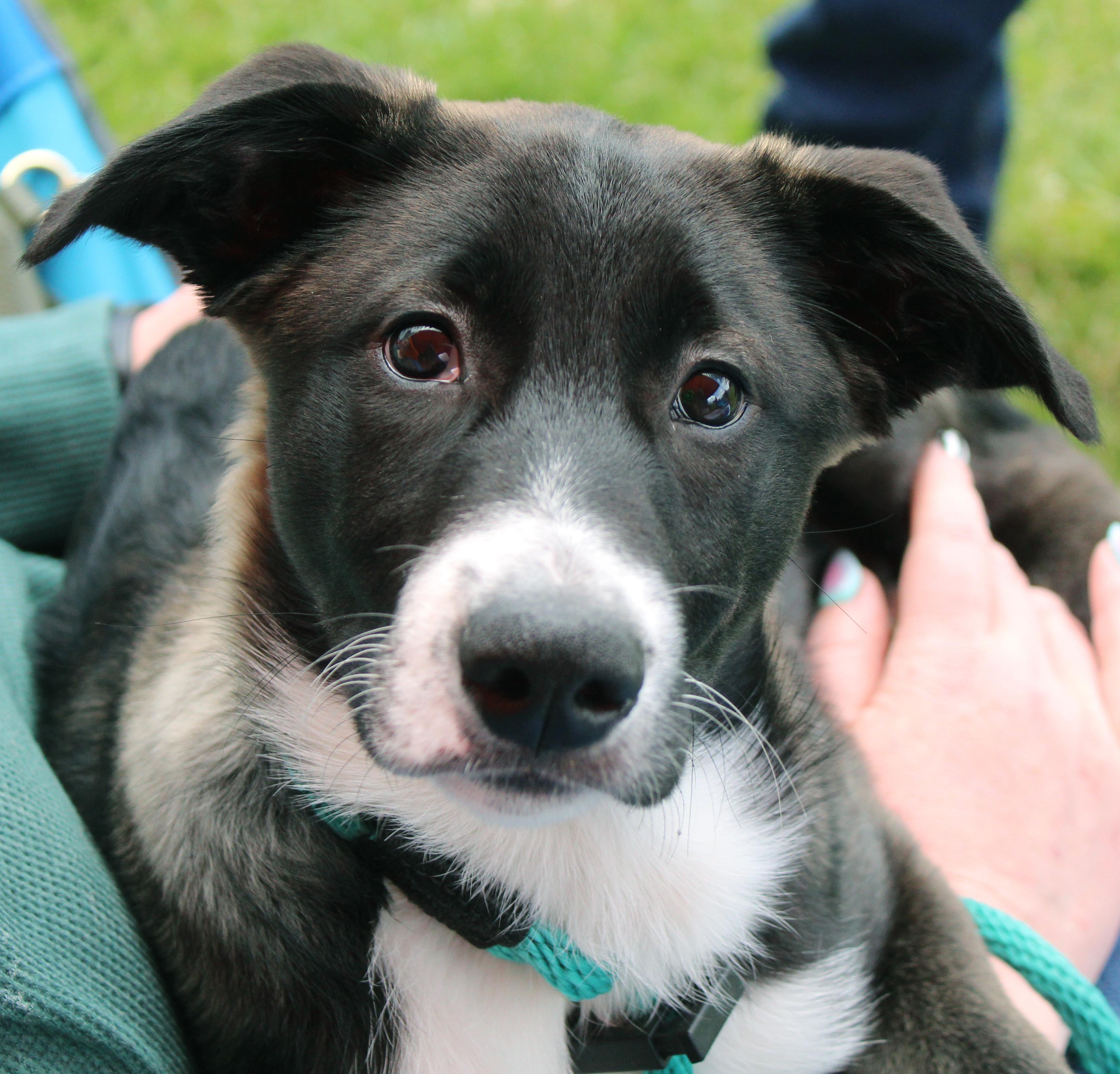 June, adoptable, Puppy Female Belgian Shepherd / Malinois & Border Collie.