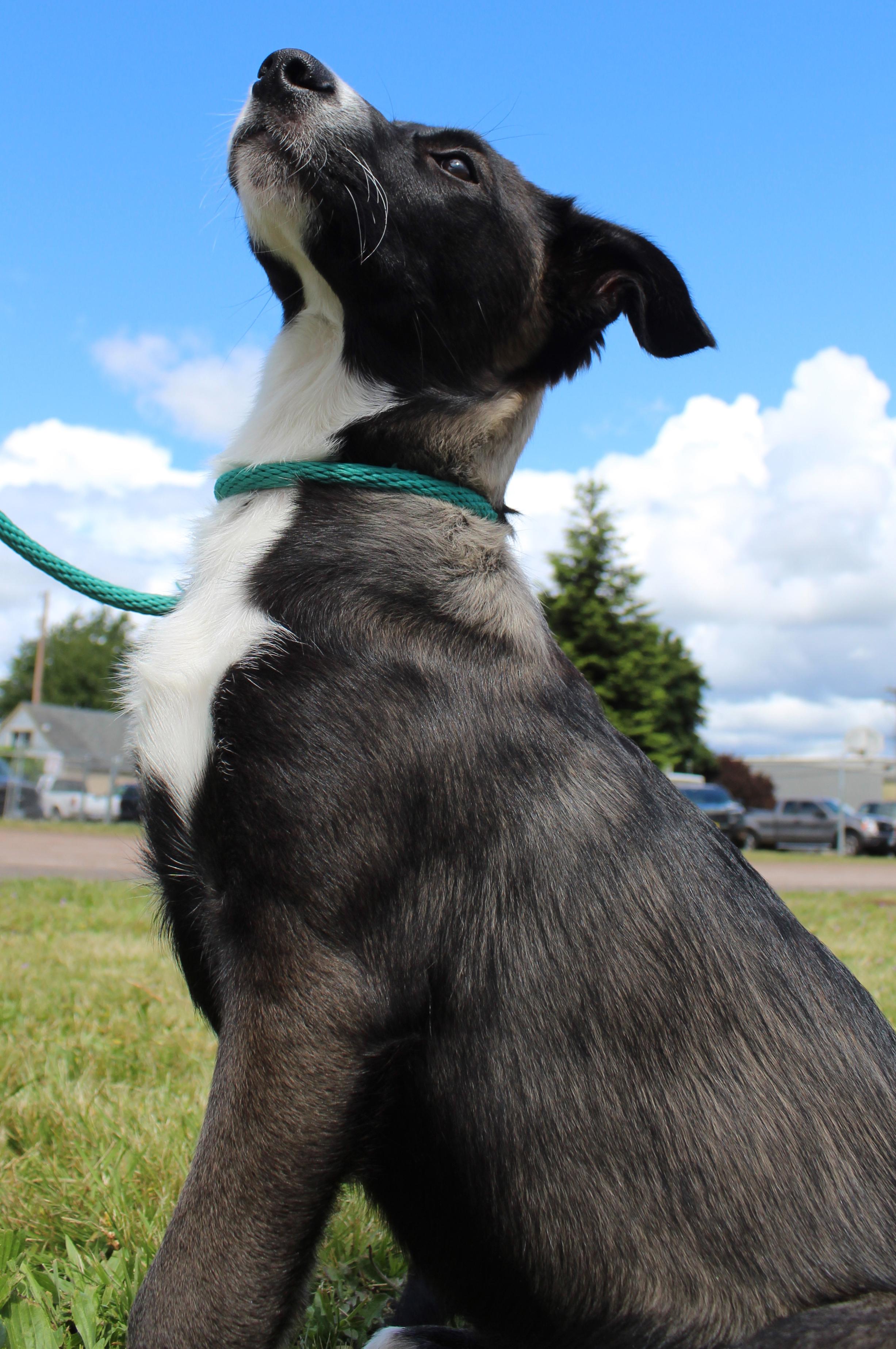 June, an adoptable mixed breed in Silvana, WA image 4/6