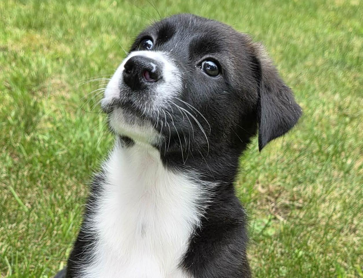 Enlarge June, an adoptable mixed breed in Silvana, WA image 2/6