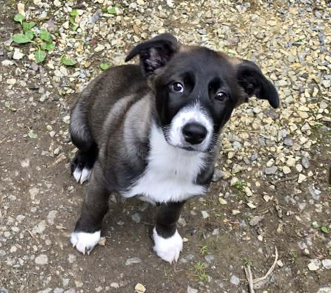 June, an adoptable mixed breed in Silvana, WA image 3/6