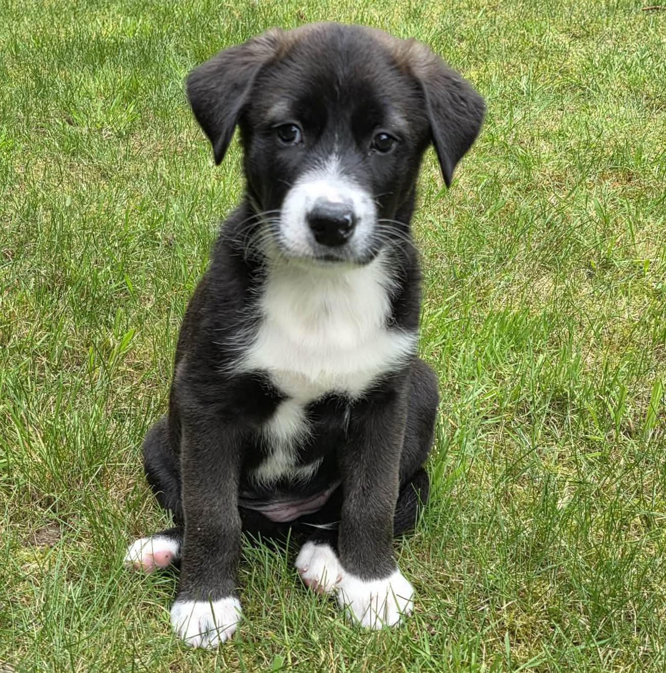 Enlarge June, an adoptable mixed breed in Silvana, WA image 1/6