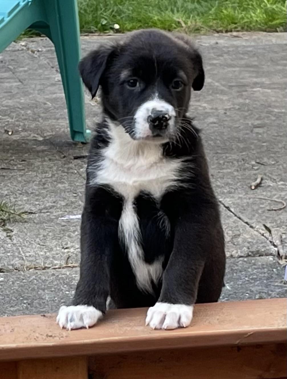 Enlarge June, an adoptable mixed breed in Silvana, WA image 3/6