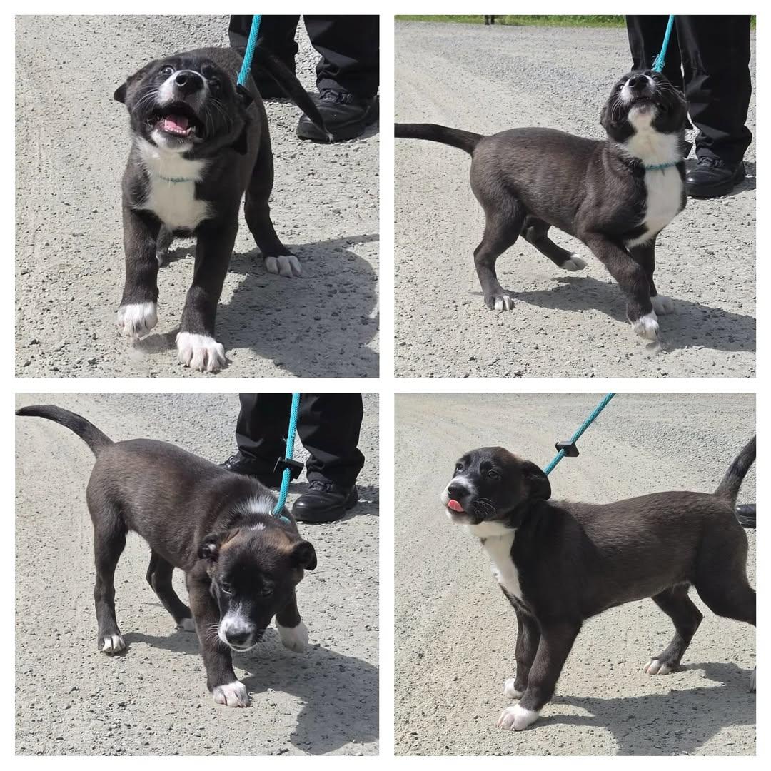 Enlarge June, an adoptable mixed breed in Silvana, WA image 4/6