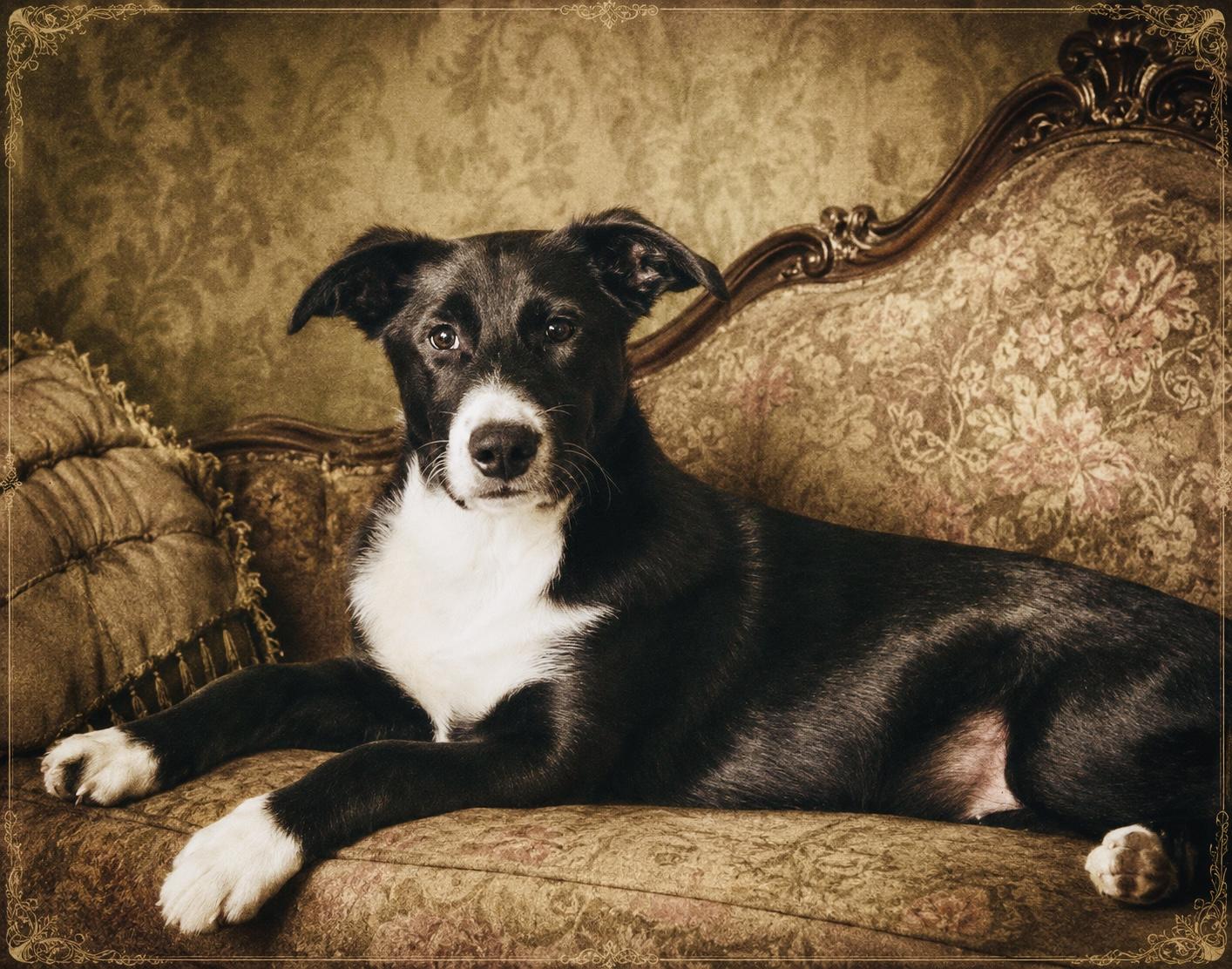 June, an adoptable mixed breed in Silvana, WA image 3/6