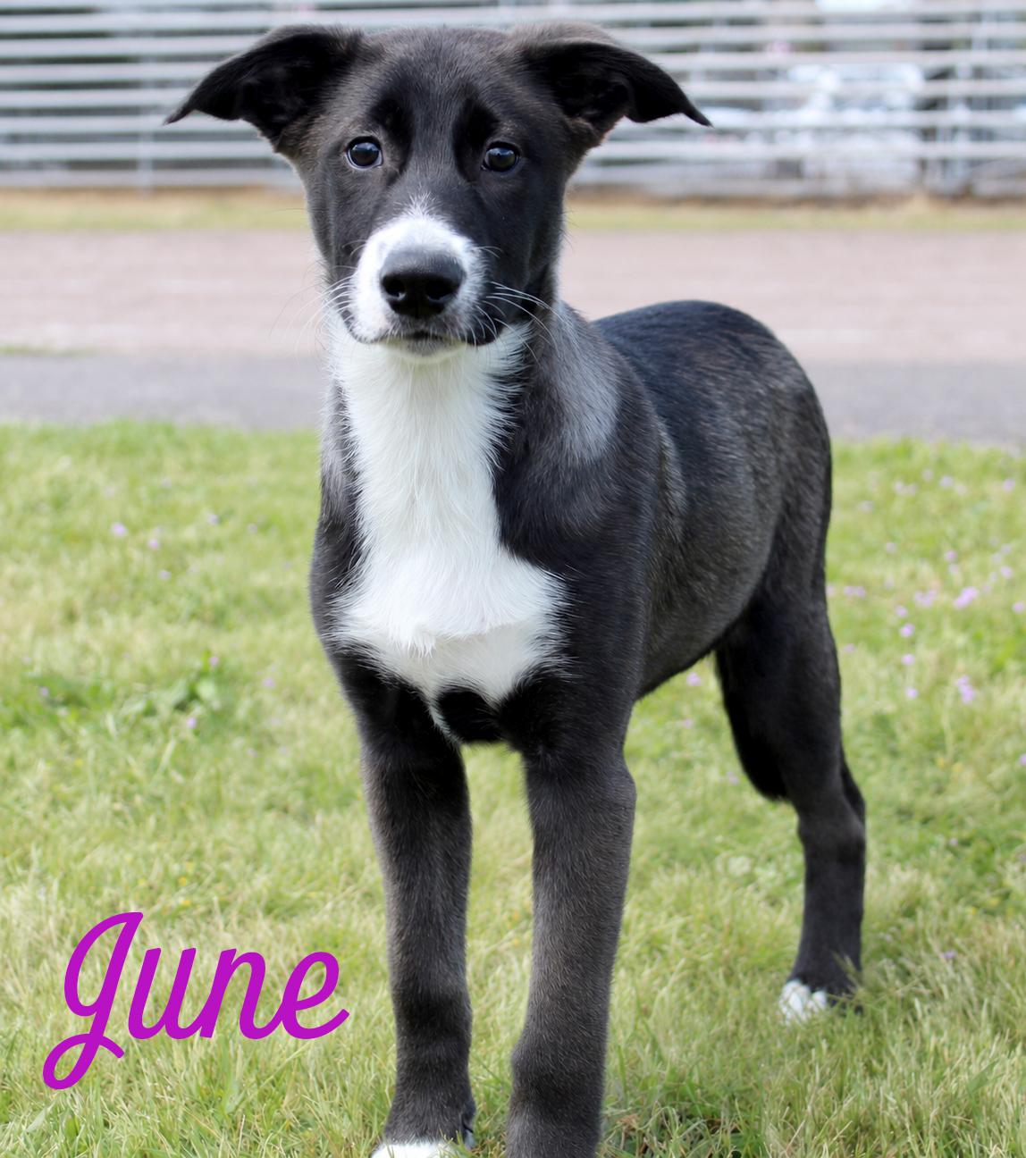 June, an adoptable mixed breed in Silvana, WA image 2/6