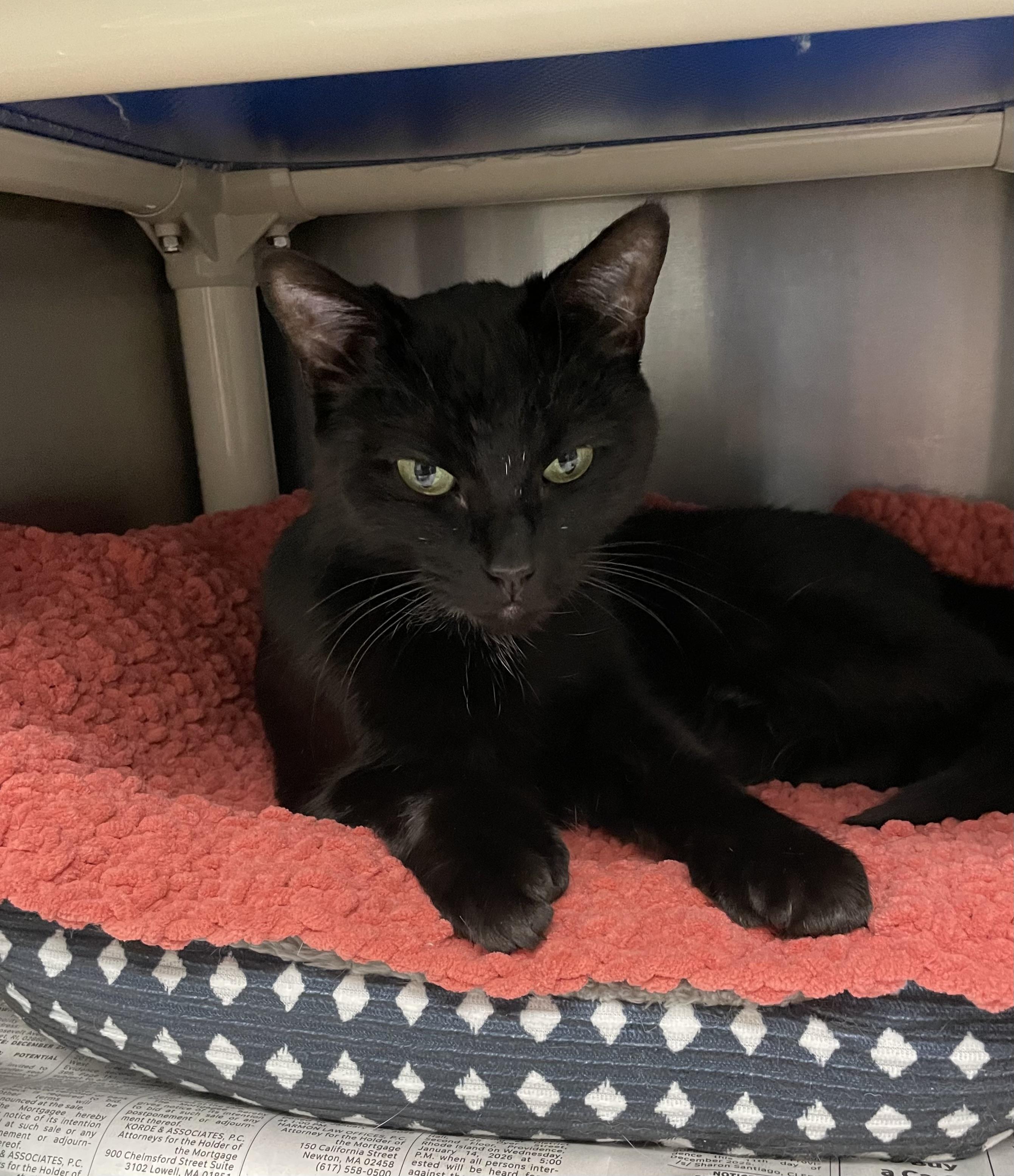 Luna, Adoptable, Adult Female American Shorthair.