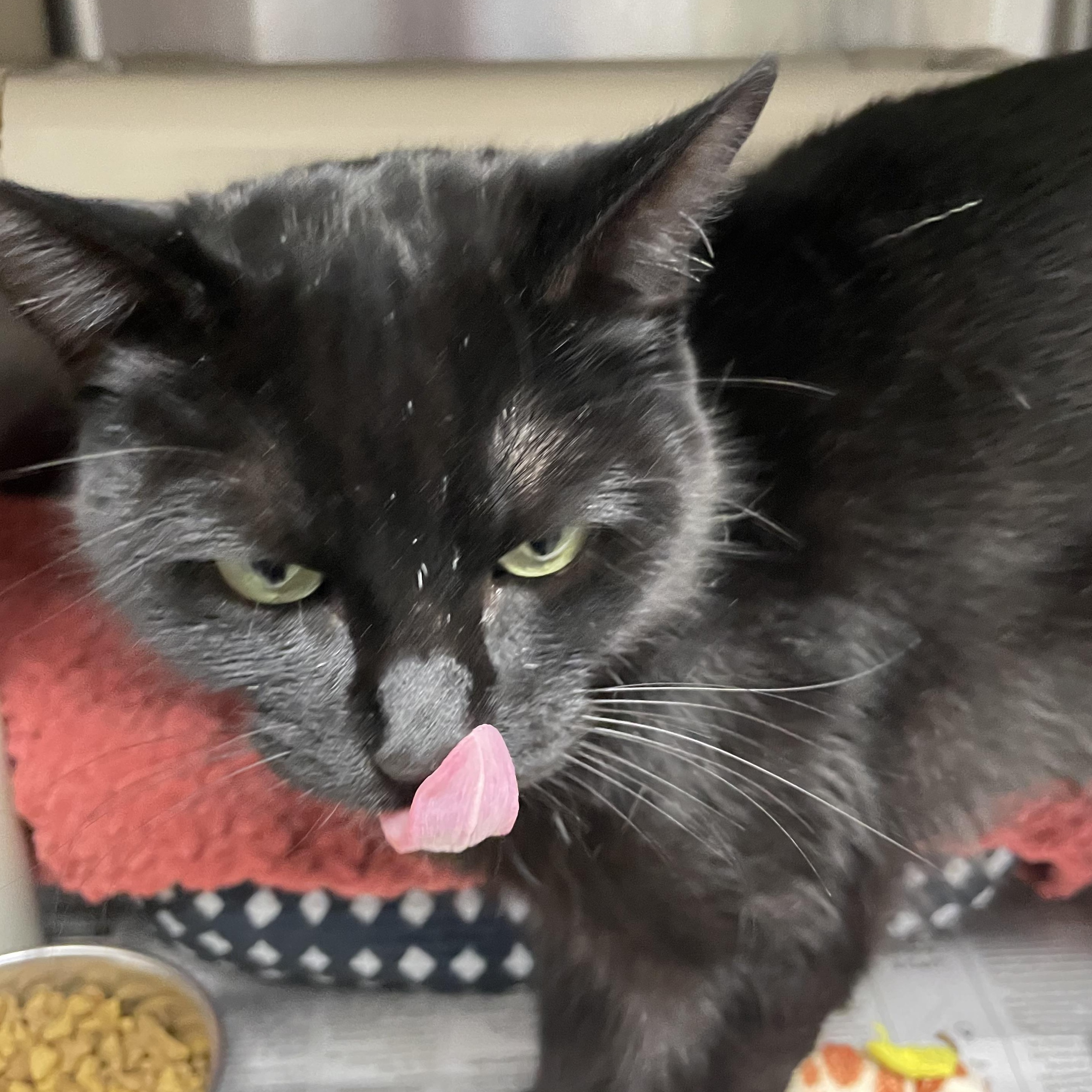 Luna, a Adoptable mixed breed in North Kingstown, RI image 3/4
