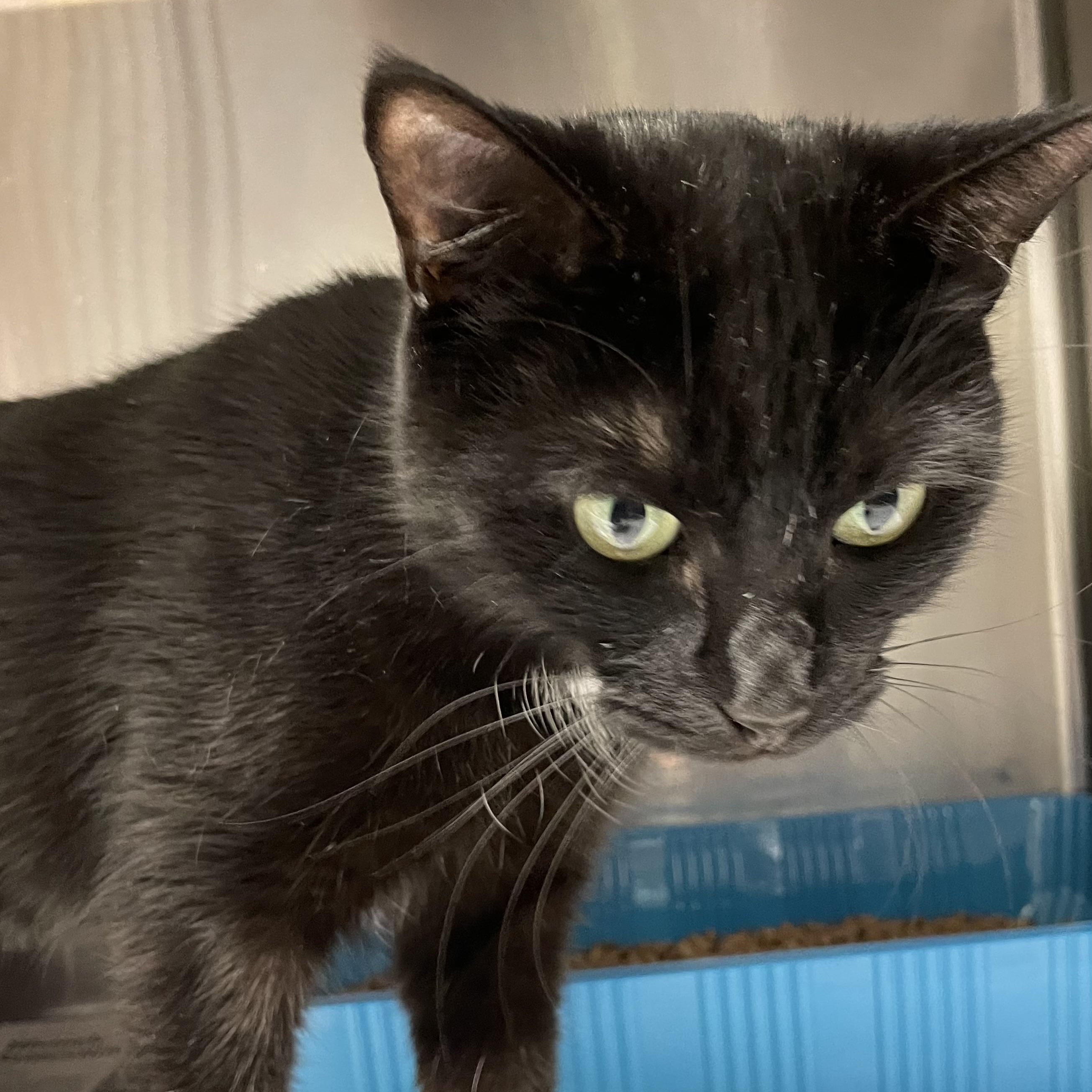 Luna, a Adoptable mixed breed in North Kingstown, RI image 2/4