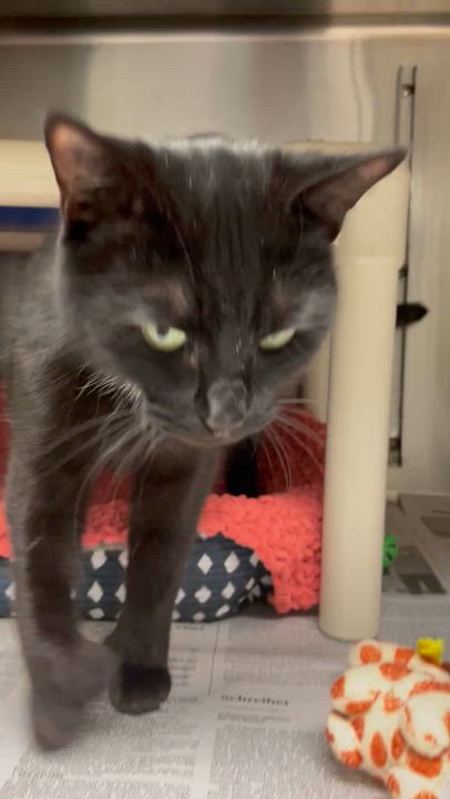 Enlarge Luna, a Adoptable mixed breed in North Kingstown, RI video 4/4
