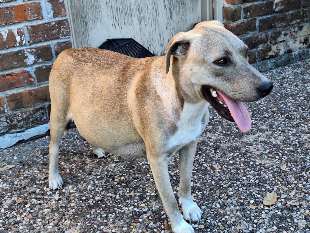 Safiye, a Adoptable mixed breed in Spring, TX image 2/6