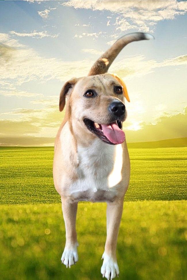 Safiye, a Adoptable mixed breed in Spring, TX image 4/6
