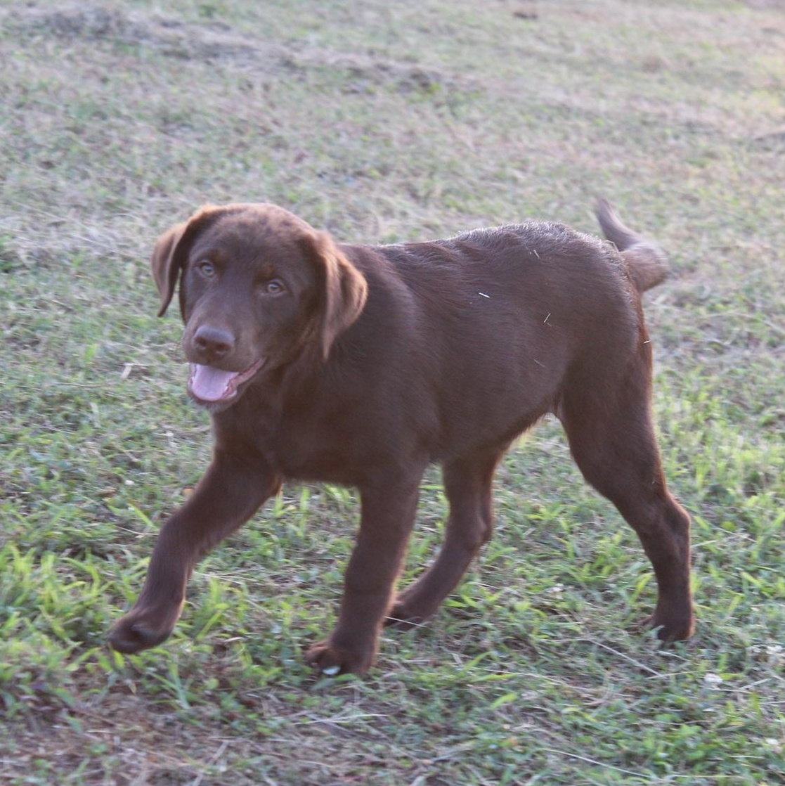 Enlarge Cassie PENDING, a Adopted mixed breed in Chester, SC image 2/3