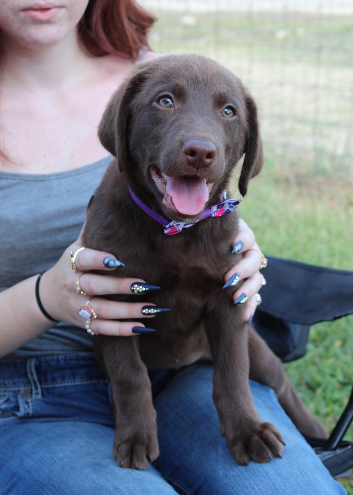 Cassie PENDING, Adopted, Puppy Female Chocolate Labrador Retriever & Australian Shepherd.