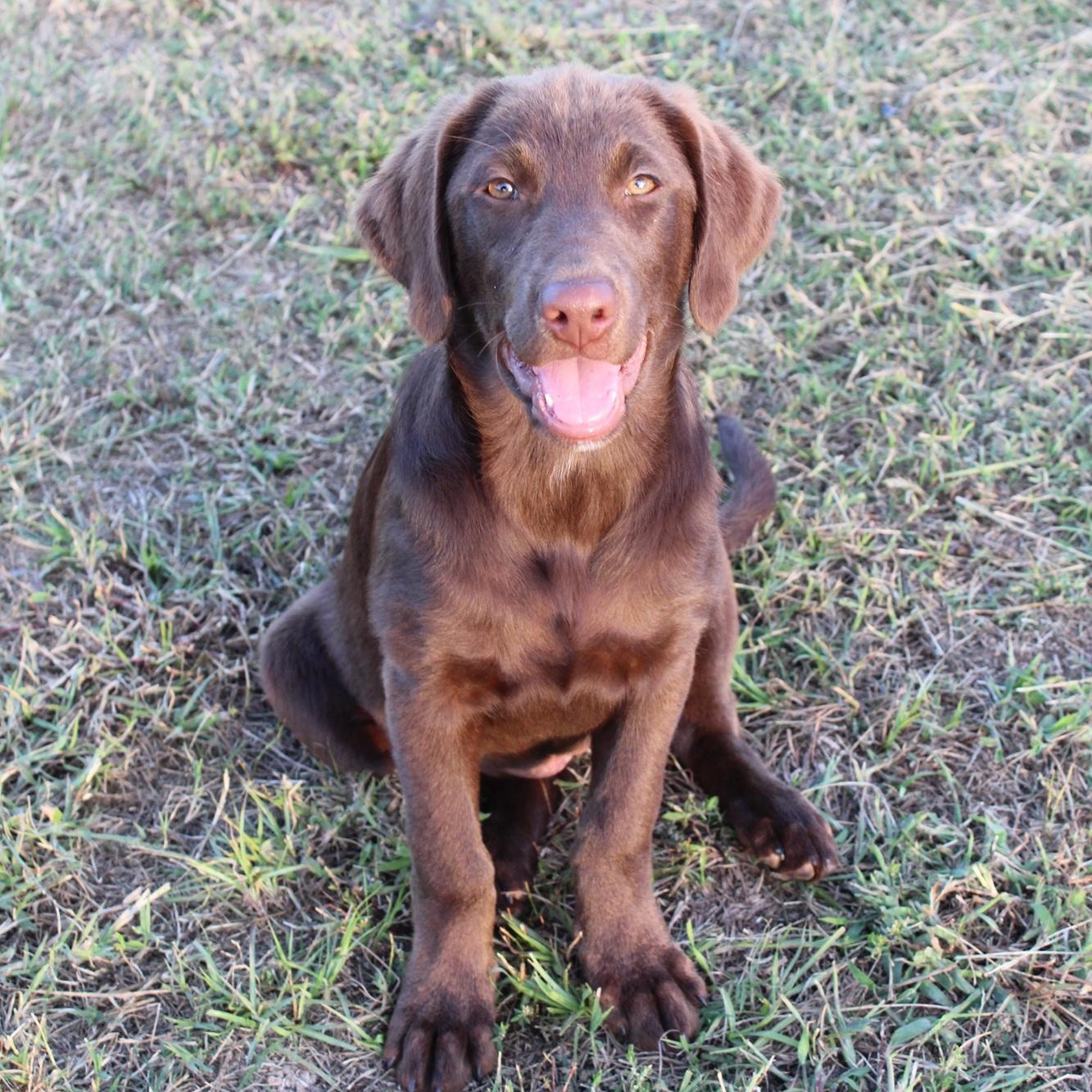 Cassie PENDING, Adopted, Puppy Female Chocolate Labrador Retriever & Australian Shepherd.