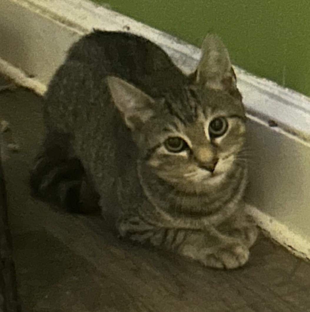 Tony ( Playful & sweet), a Adoptable American Shorthair in Staten Island, NY image 1/2