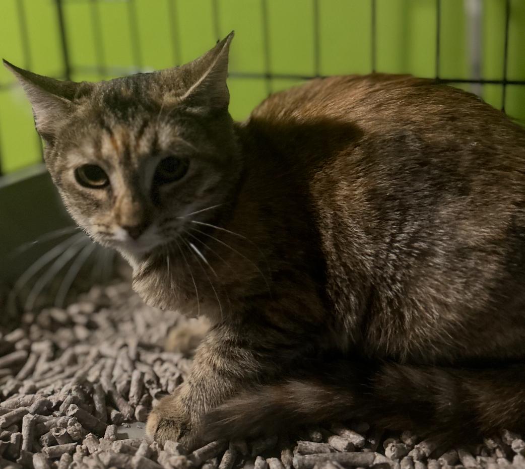 Tony ( Playful & sweet), a Adoptable American Shorthair in Staten Island, NY image 2/2