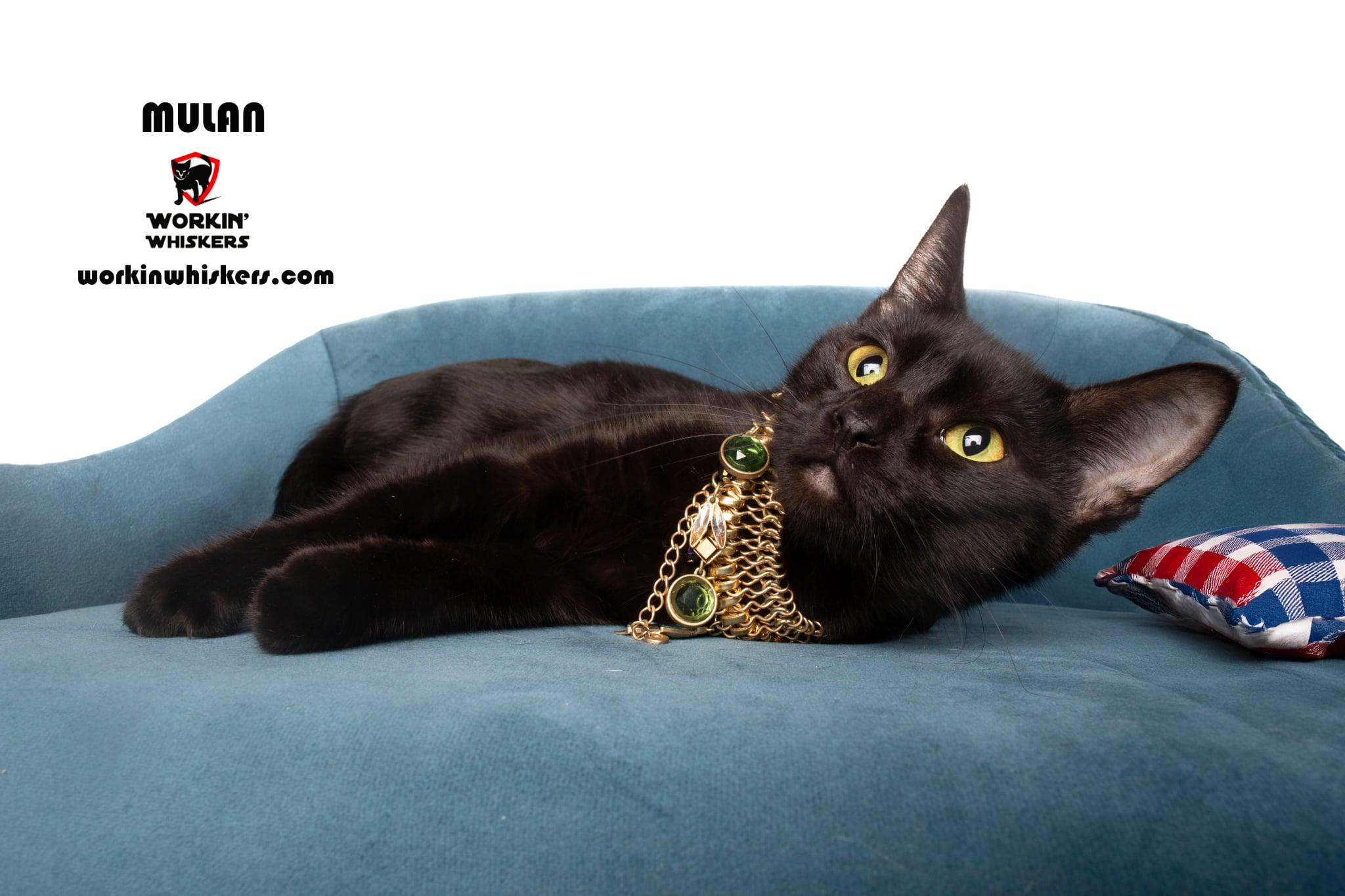 Enlarge MULAN, an adopted mixed breed in Murrieta, CA image 1/6