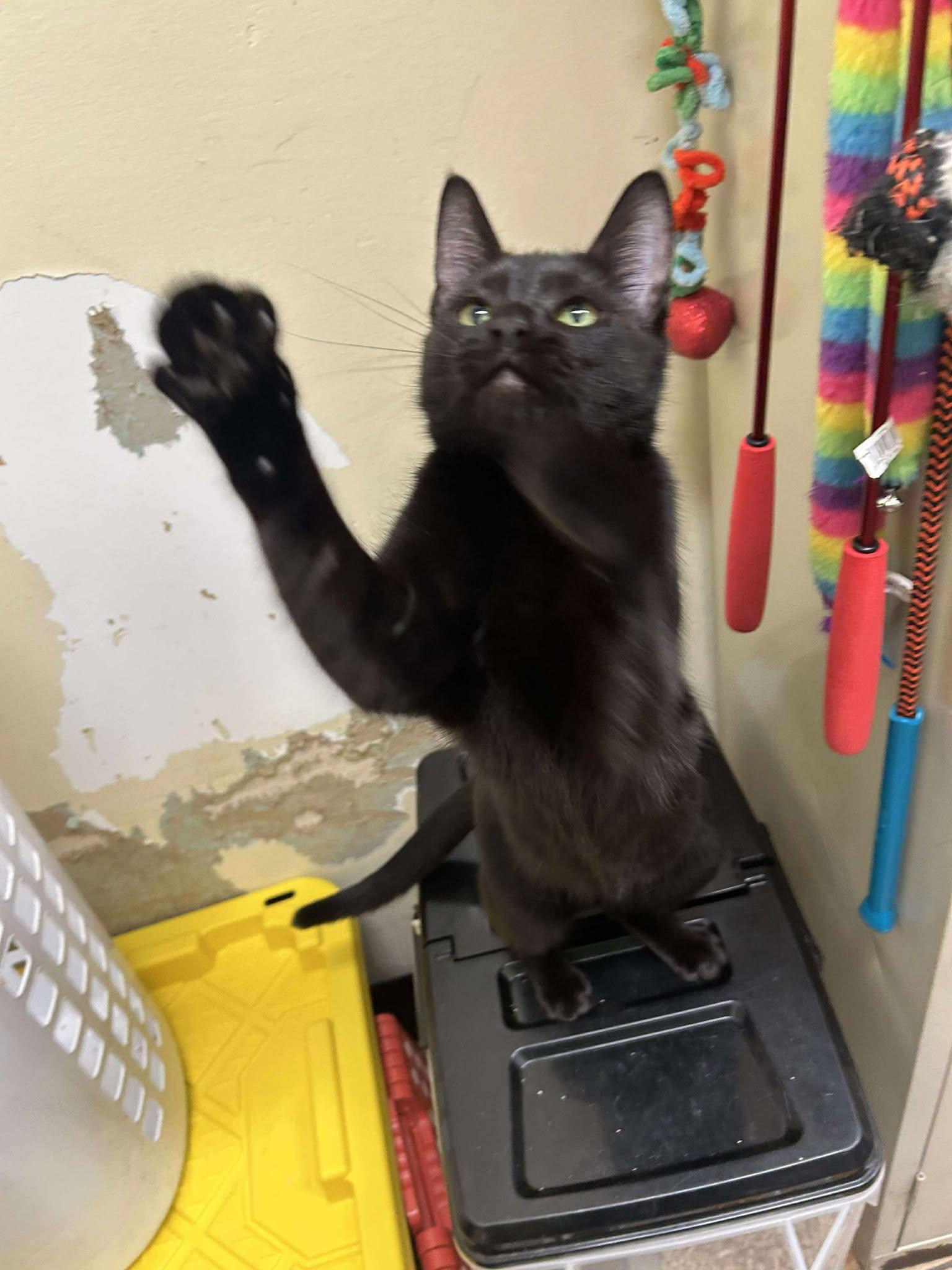 Enlarge MULAN, an adopted mixed breed in Murrieta, CA image 5/6