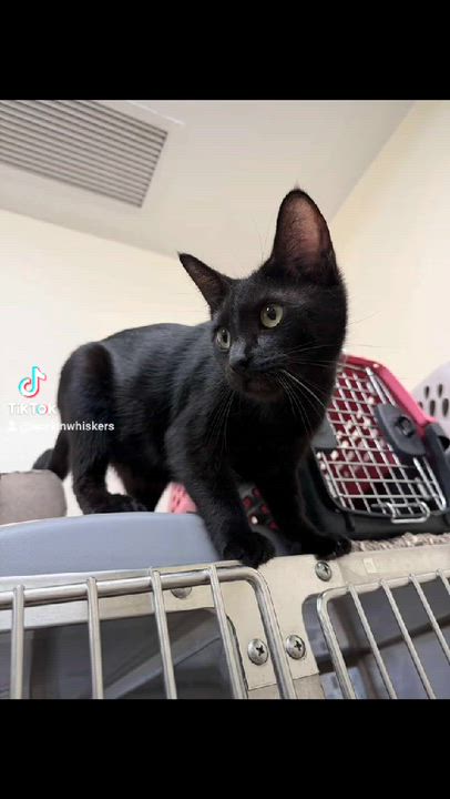 Enlarge MULAN, an adopted mixed breed in Murrieta, CA video 2/6