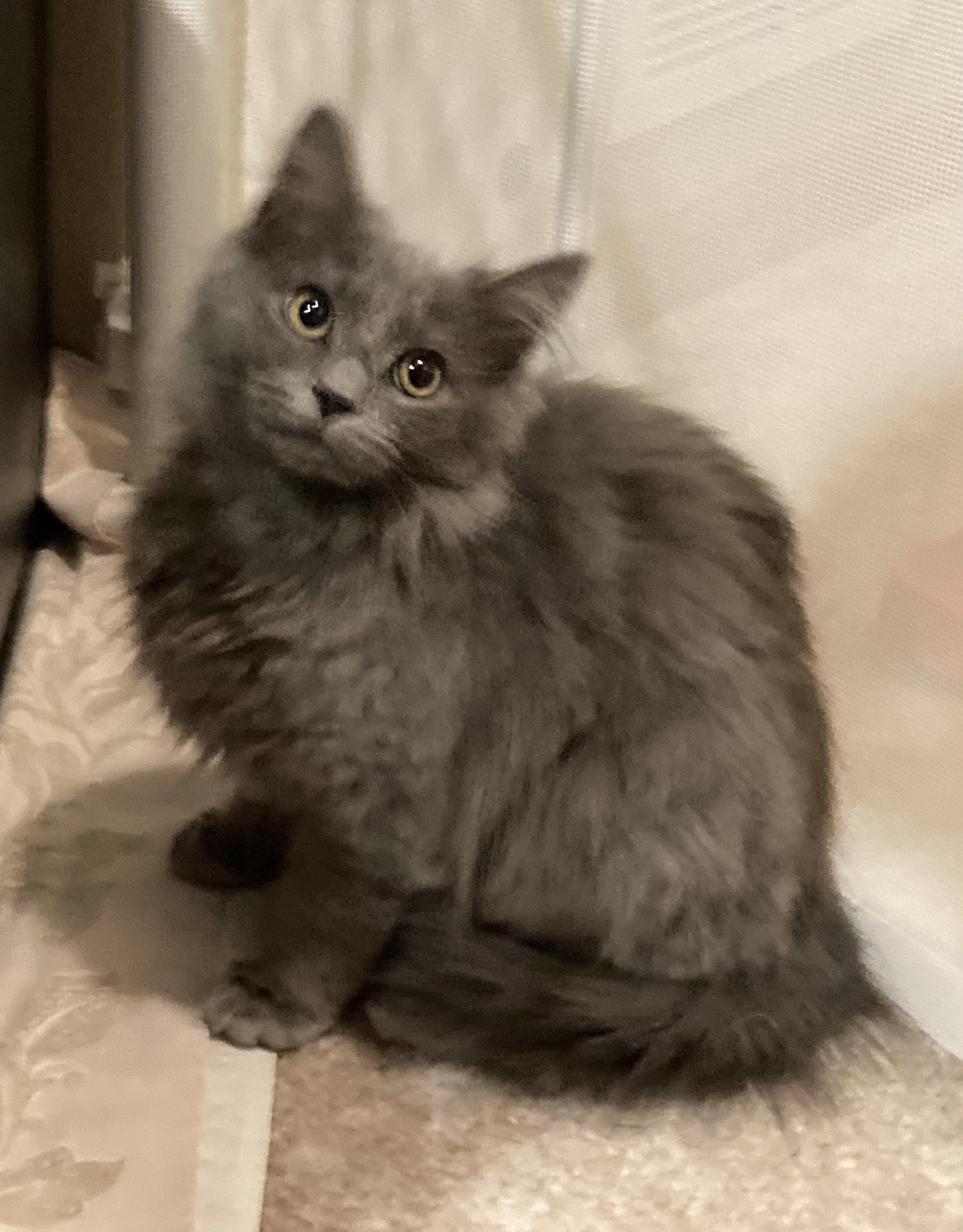 Enlarge Mastro, an adoptable Domestic Long Hair in Canal Fulton, OH image 3/4