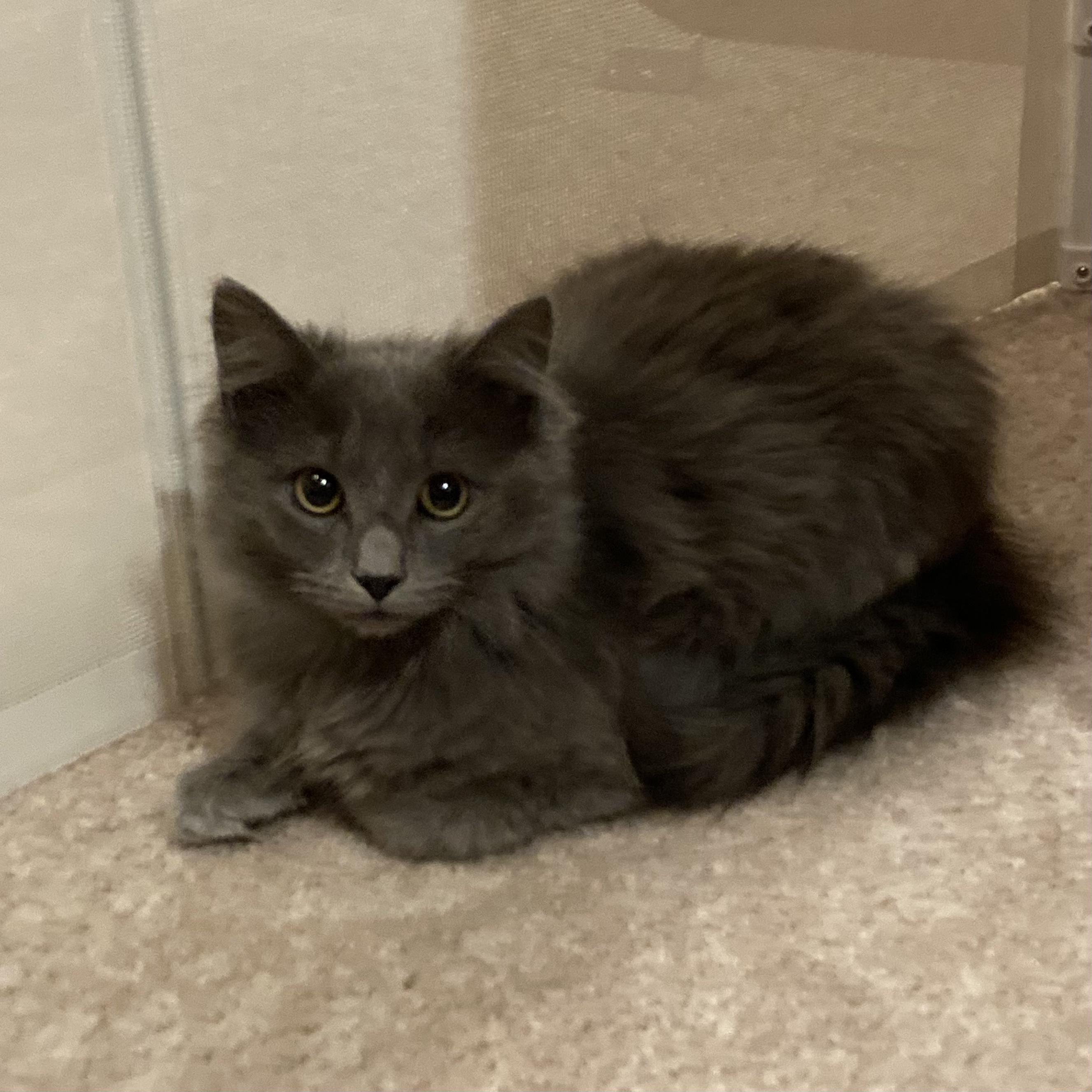 Enlarge Mastro, an adoptable Domestic Long Hair in Canal Fulton, OH image 4/4