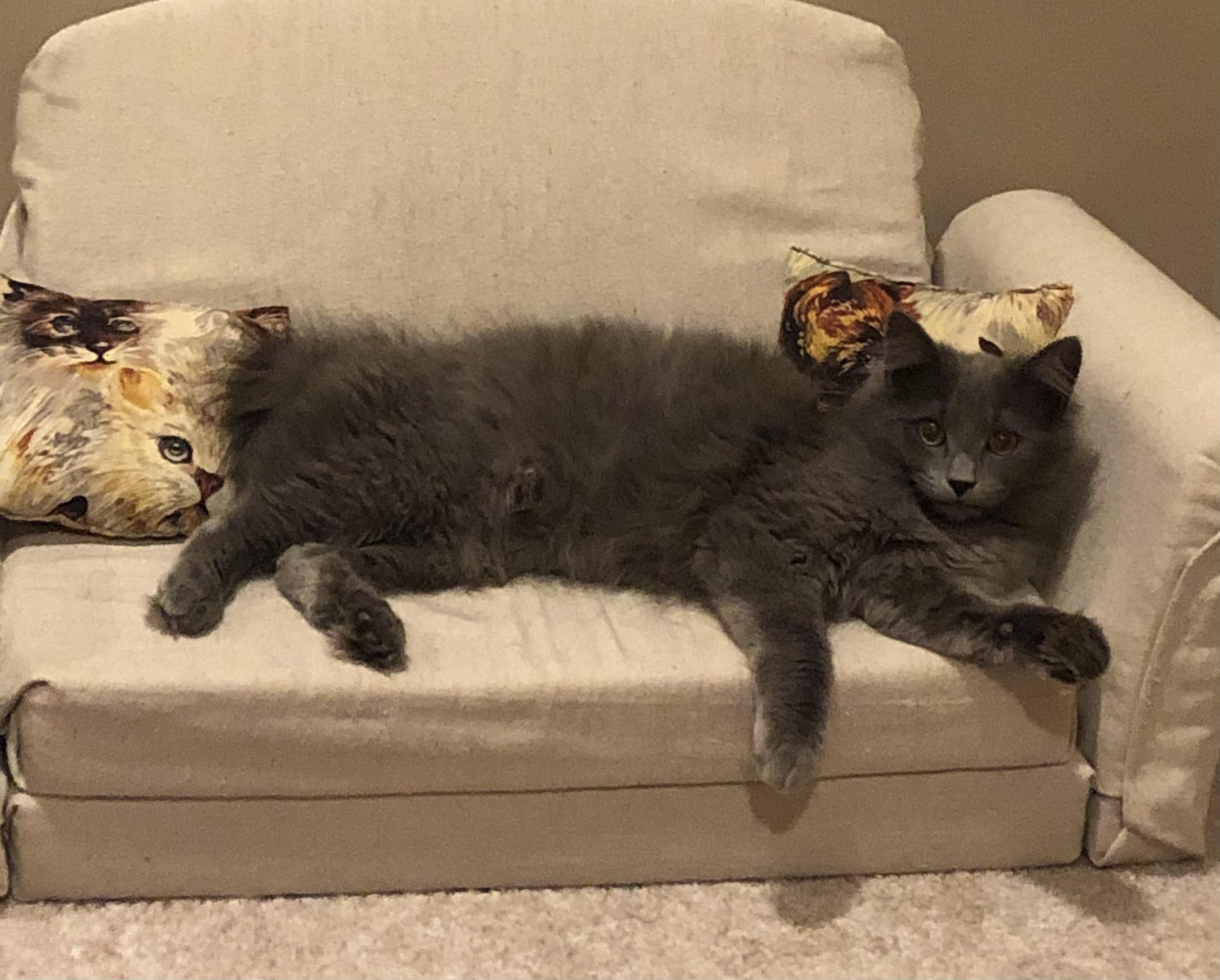 Mastro, adoptable, Kitten Male Domestic Long Hair.