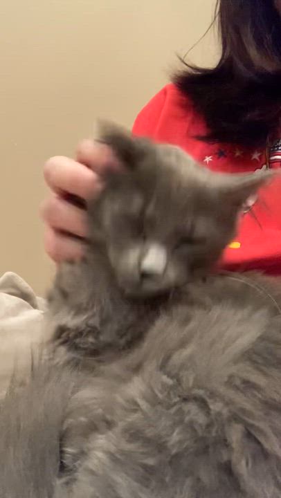 Enlarge Mastro, an adoptable Domestic Long Hair in Canal Fulton, OH video 2/4