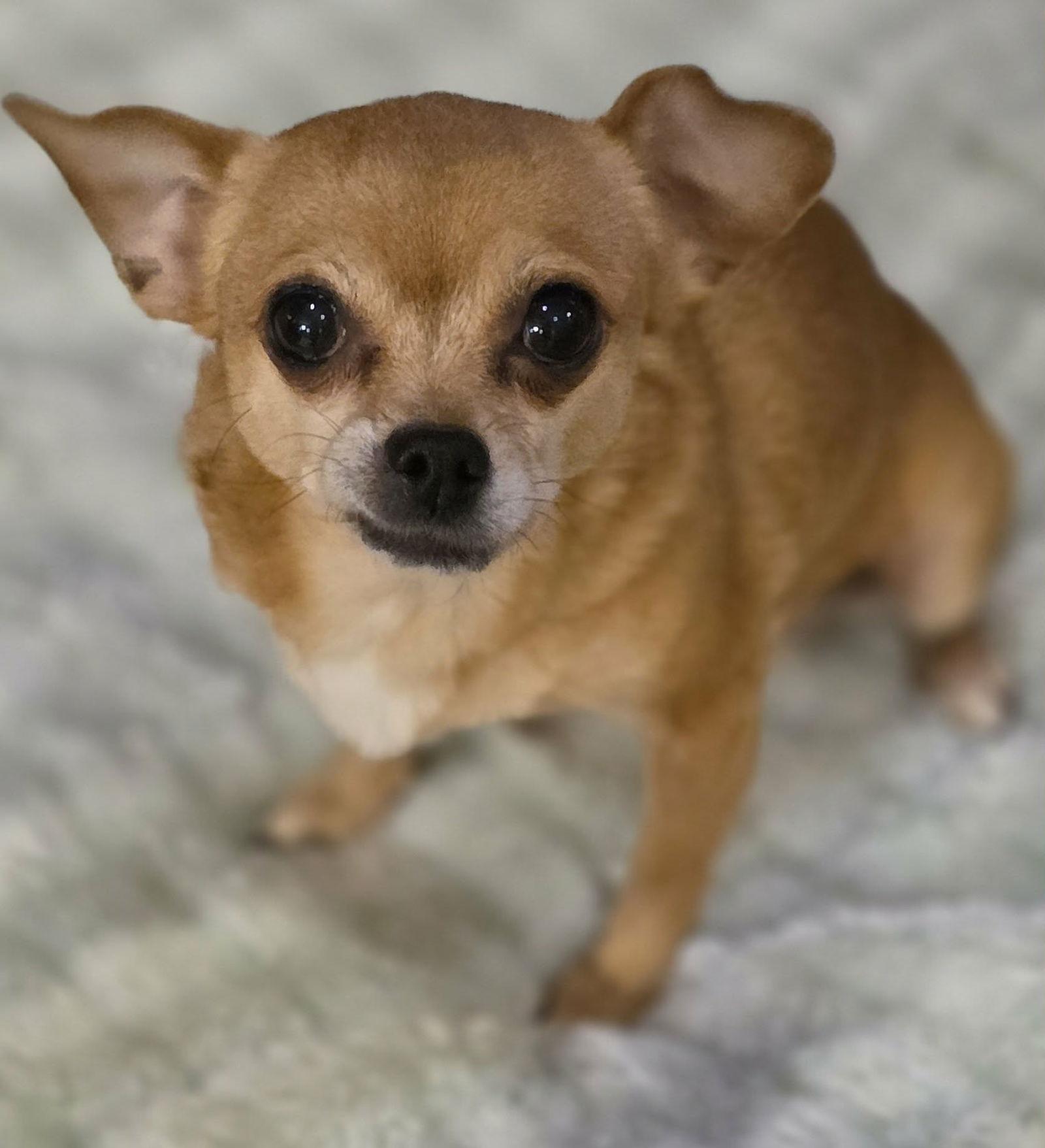 Mocha Chi, Adopted, Adult Female Chihuahua.