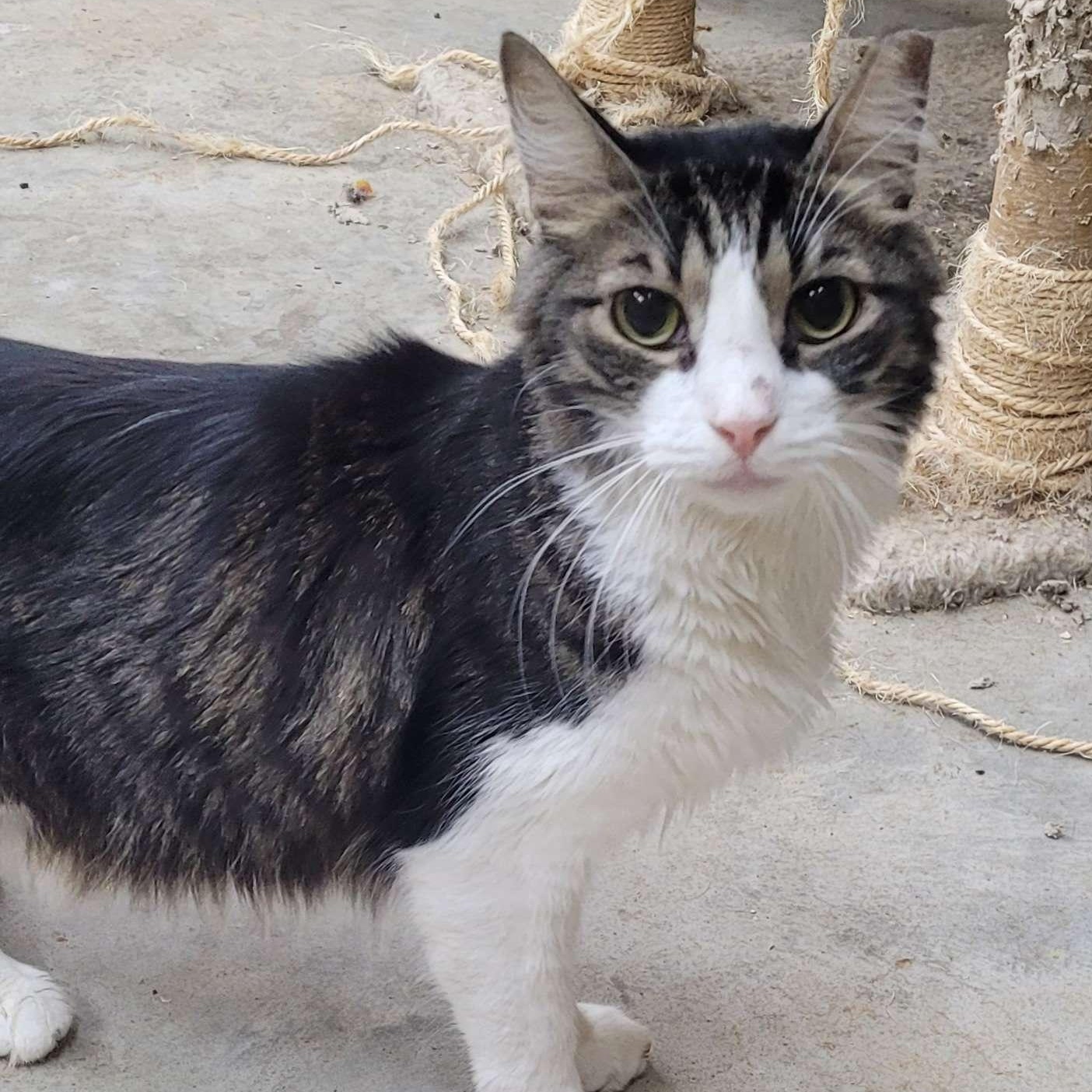 Coleslaw, an adoptable Domestic Medium Hair in Marble Falls, TX_image-1