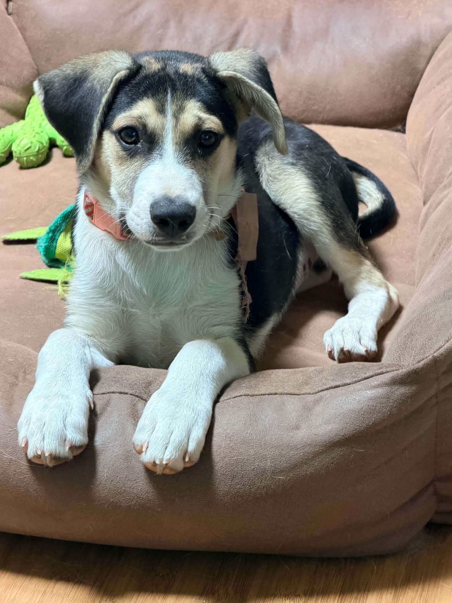 Trip, an adopted mixed breed in Beavercreek, OR image 5/6
