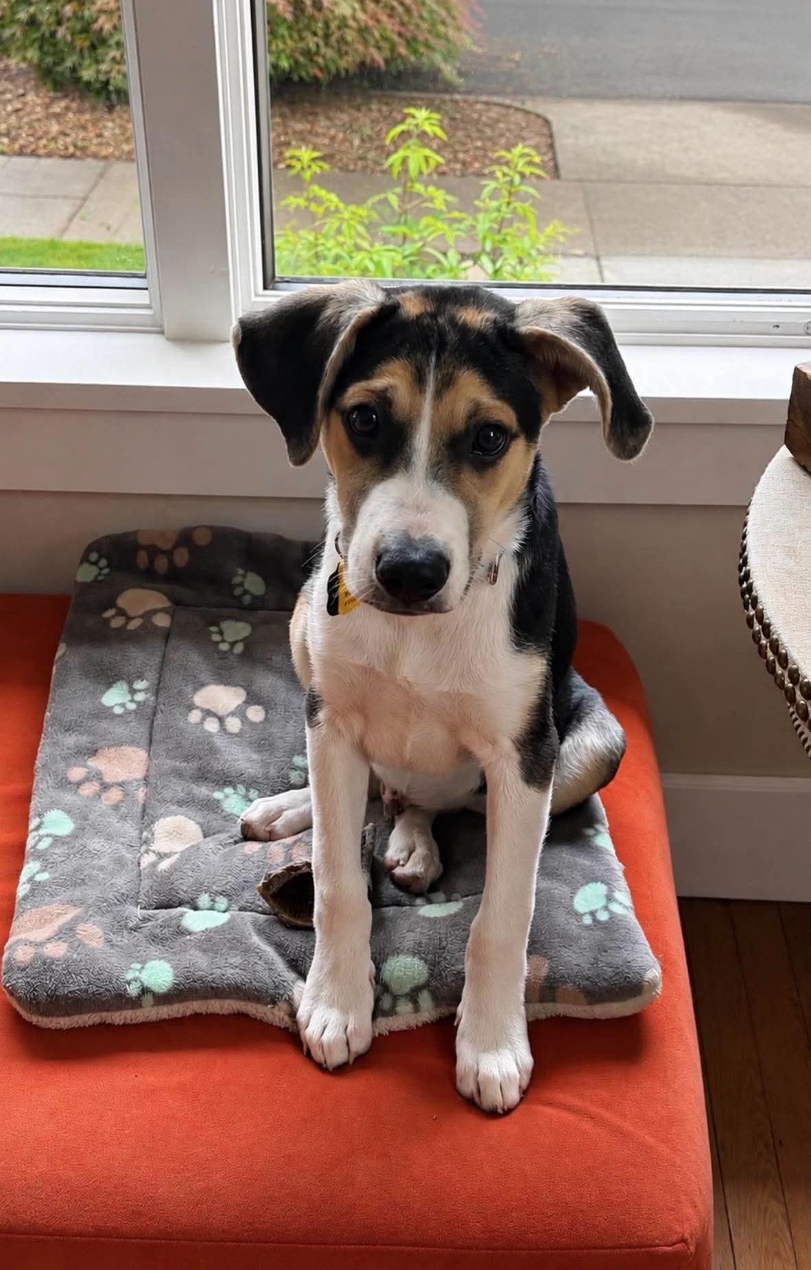 Trip, adopted, Puppy Male Border Collie & German Shepherd Dog.
