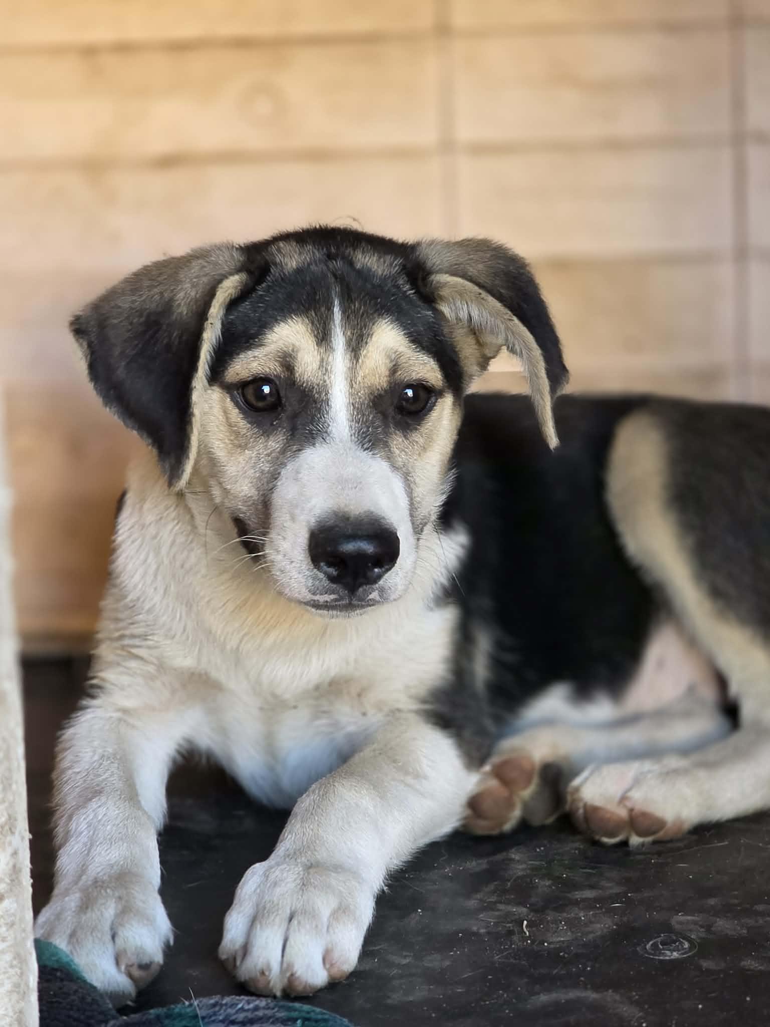 Trip, an adopted mixed breed in Beavercreek, OR image 3/6