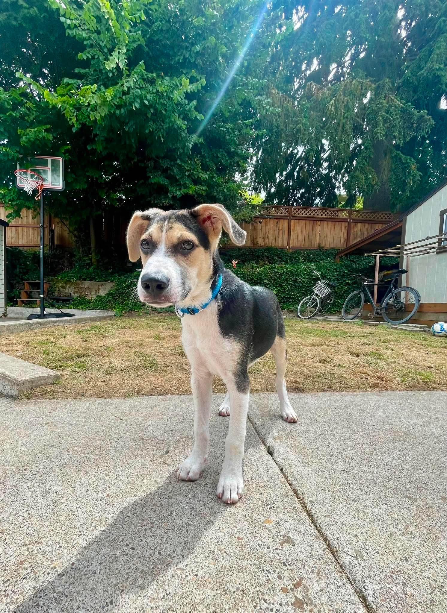 Trip, an adopted mixed breed in Beavercreek, OR image 2/6