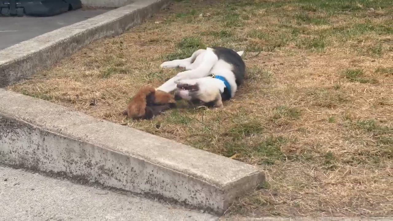 Enlarge Trip, an adopted mixed breed in Beavercreek, OR video 6/6