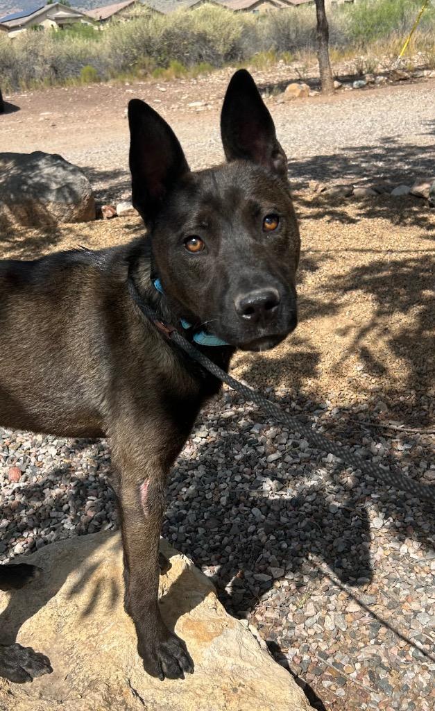 Zev, Adoptable, Young Male Belgian Shepherd / Malinois.