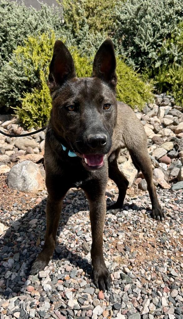 Zev, a Adoptable mixed breed in Cottonwood, AZ image 2/2