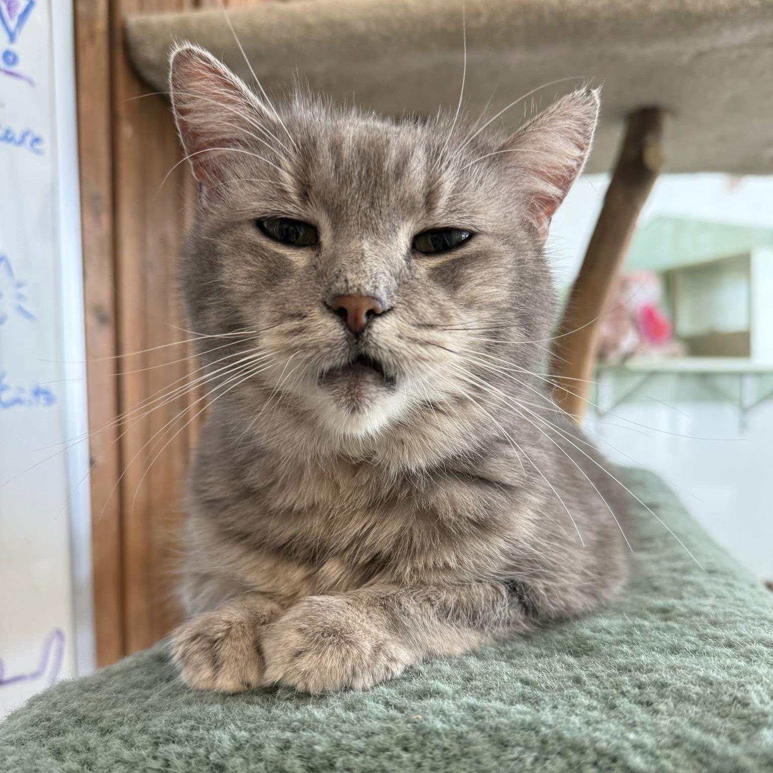 Aurelia, a Adopted Domestic Short Hair in Dublin, OH image 1/3