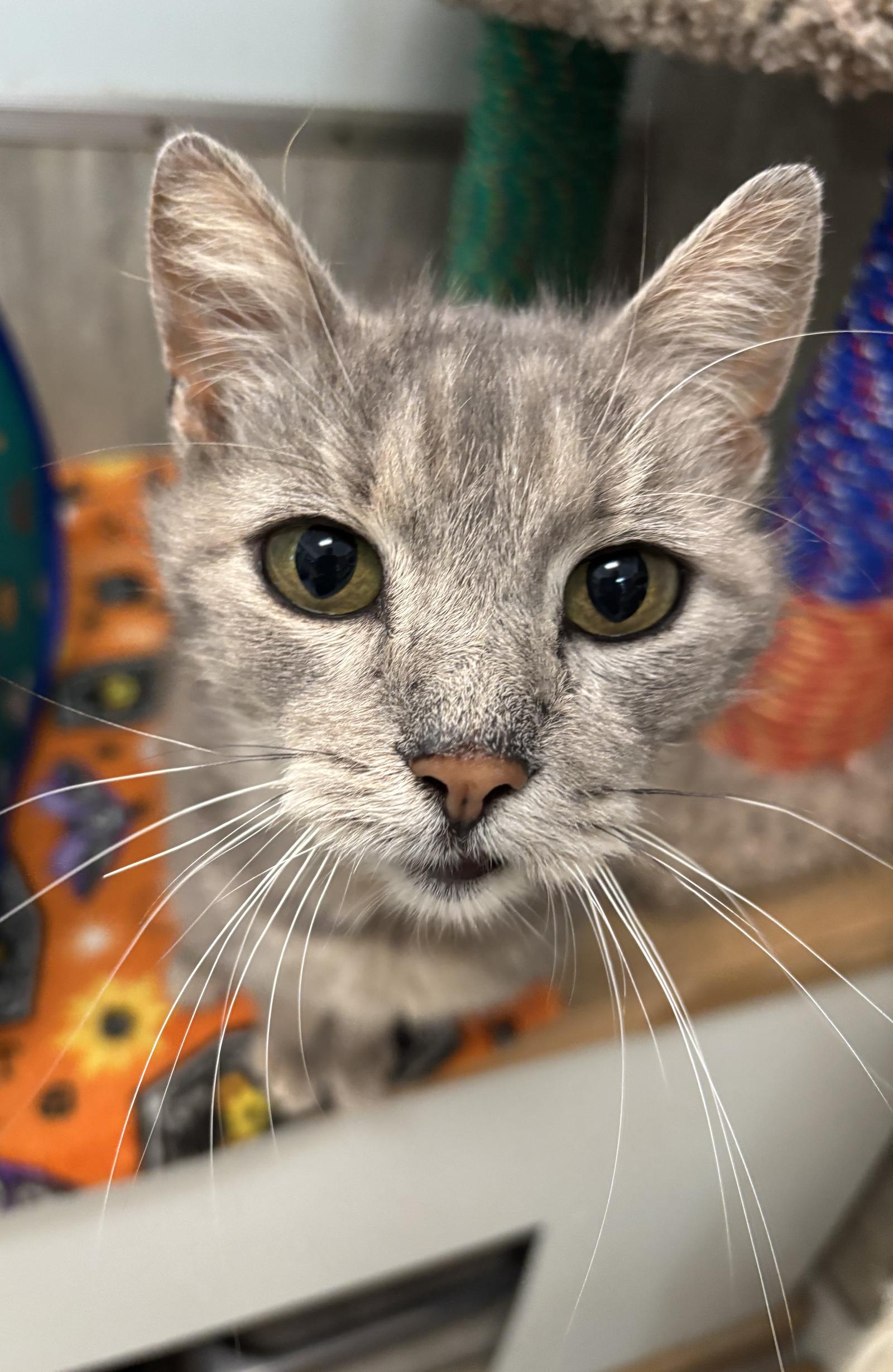 Aurelia, a Adopted Domestic Short Hair in Dublin, OH image 2/3