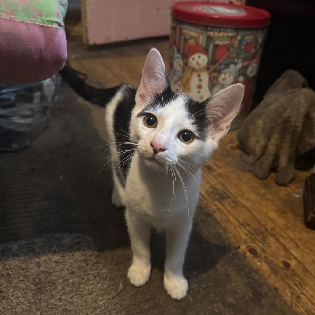 Oreo, Adoptable, Young Male Domestic Short Hair.