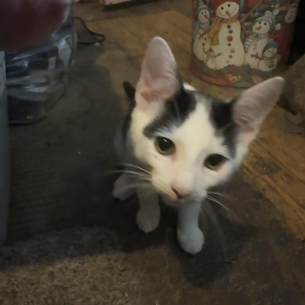 Enlarge Oreo, a Adoptable Domestic Short Hair in Columbus, GA image 2/2